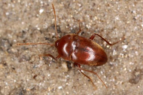 Speonomus bonvouloiri